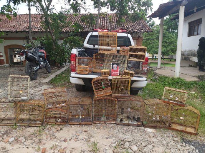 Homem suspeito de tráfico de animais é preso e 75 aves silvestres são apreendidas na Paraíba