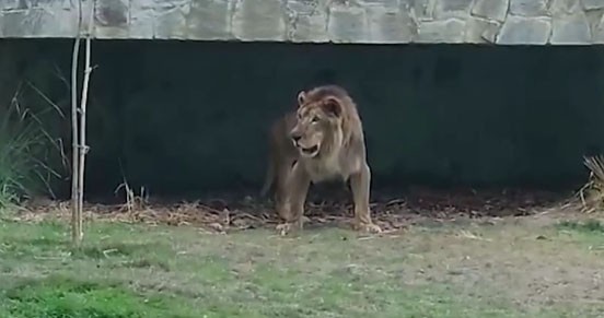 Leão Simba, do zoológico da Bica, morre em João Pessoa