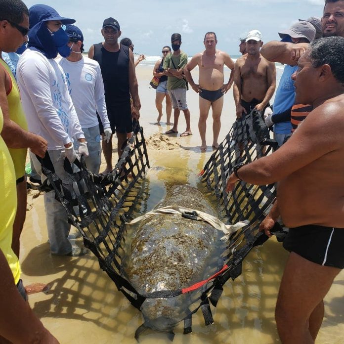 Peixe-boi marinho encalha e é resgatado em praia da Grande Natal