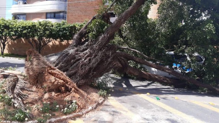 Árvore cai, atinge táxi e interdita cruzamento de ruas na Zona Sul de Natal