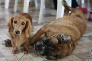 Veterinários suspendem cirurgias eletivas para reduzir uso de remédios e oxigênio