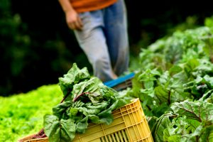 Agronegócio brasileiro está na dianteira da digitalização no mundo