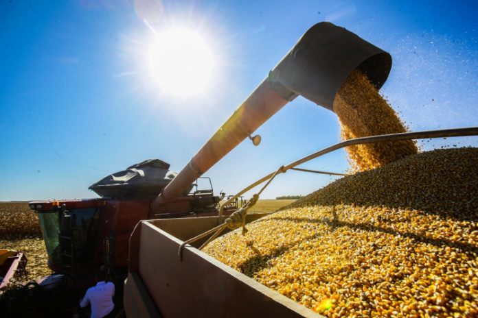 Risco climático preocupa produtores de milho e arrisca safra recorde no Brasil