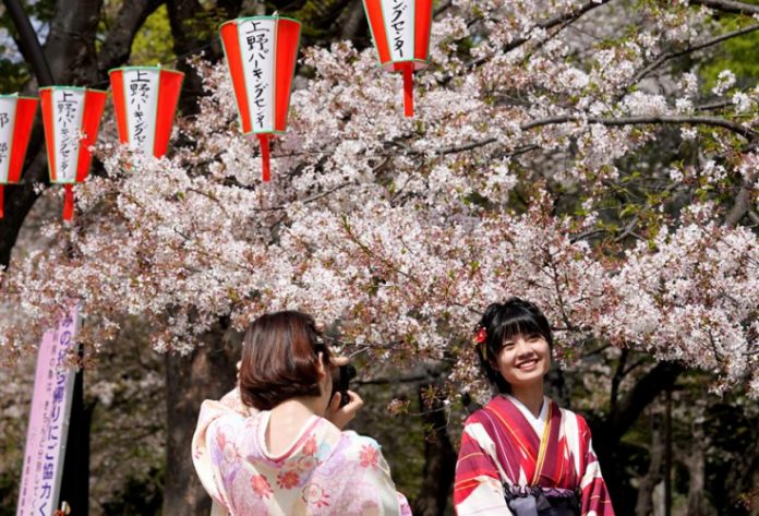 No Japão, floração das cerejeiras mais precoce em 1,2 mil anos alerta para mudanças climáticas