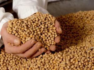 Entenda como o Brasil bate recorde na produção de alimentos mesmo durante a pandemia