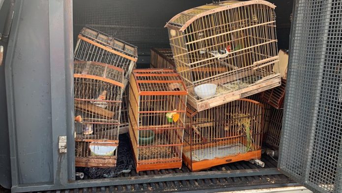 Cerca de 20 aves são apreendidas e dois homens são detidos por comércio ilegal, em João Pessoa