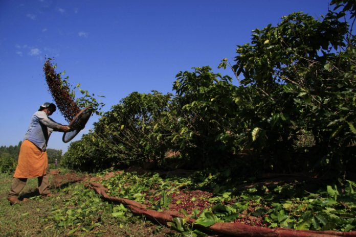 Com pandemia e restrições à mão de obra, colheita do café começa no Brasil