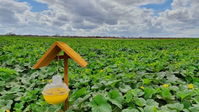 Agricultura: Rio Grande do Norte dobra tamanho da área livre da praga mosca-das-frutas