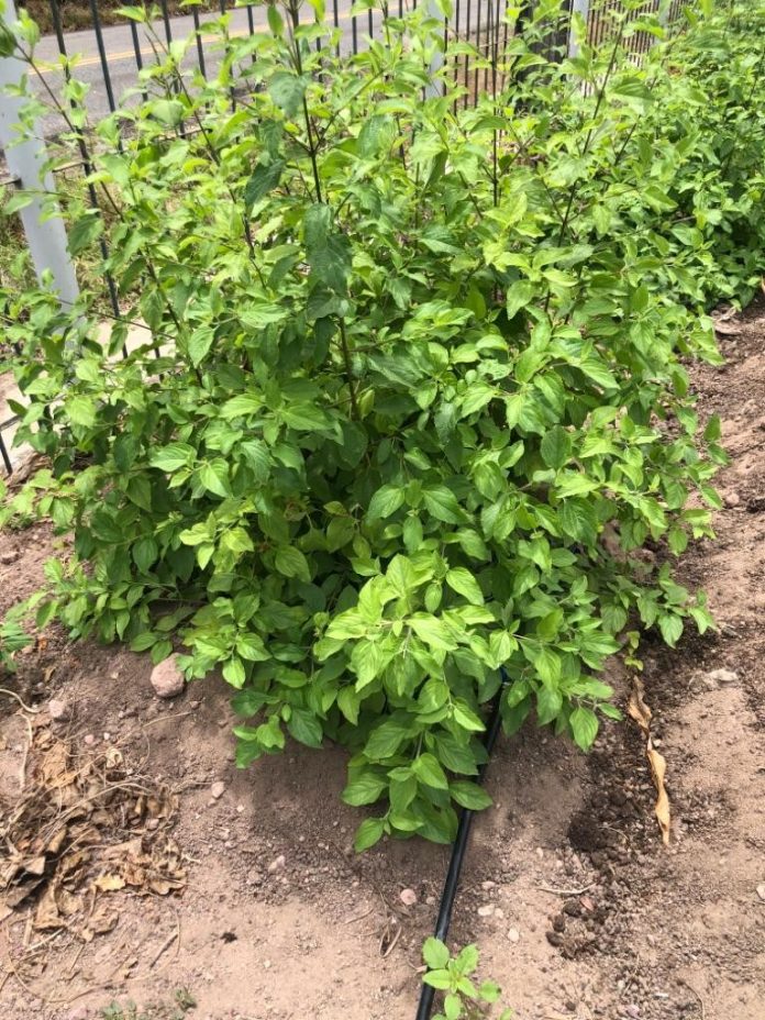 INPI concede patente de membrana criada pela UFPB para o tratamento de lesões