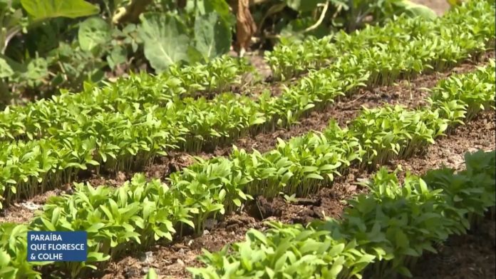 Horta cultivada em hospital na PB produz hortaliças para pacientes que são atendidos na unidade