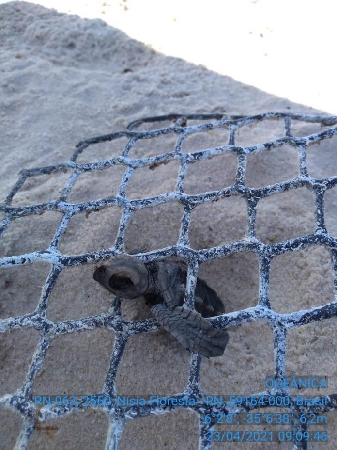 Lixo nas praias não foi causa da morte de tartarugas e golfinho encontrados no litoral Sul potiguar, diz pesquisador