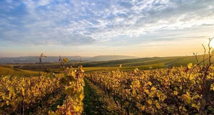 Regiões demarcadas indicam onde vinho é produzido e quais uvas são usadas; saiba mais