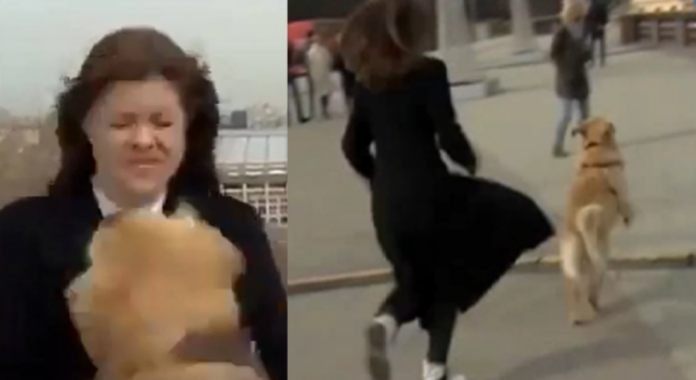 Cachorro rouba microfone de repórter durante transmissão ao vivo na Rússia; veja vídeo