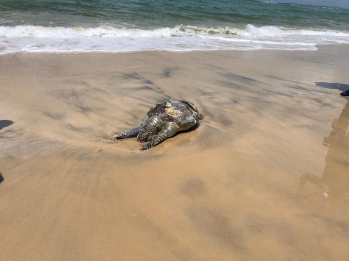 Três tartarugas são encontradas mortas em praias de Nísia Floresta, no litoral do RN