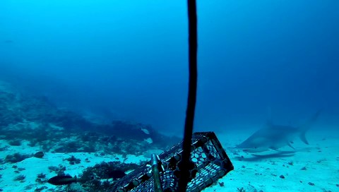 Espécie rara de tubarão-martelo é avistada no litoral da Paraíba; VÍDEO