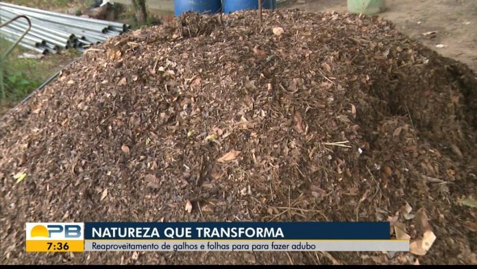 Projeto reaproveita galhos, folhas e frutos para fazer adubo, em Campina Grande