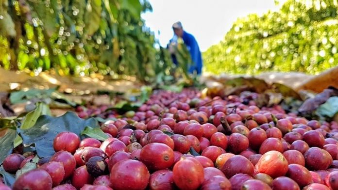 Quiz: teste seus conhecimentos sobre o café