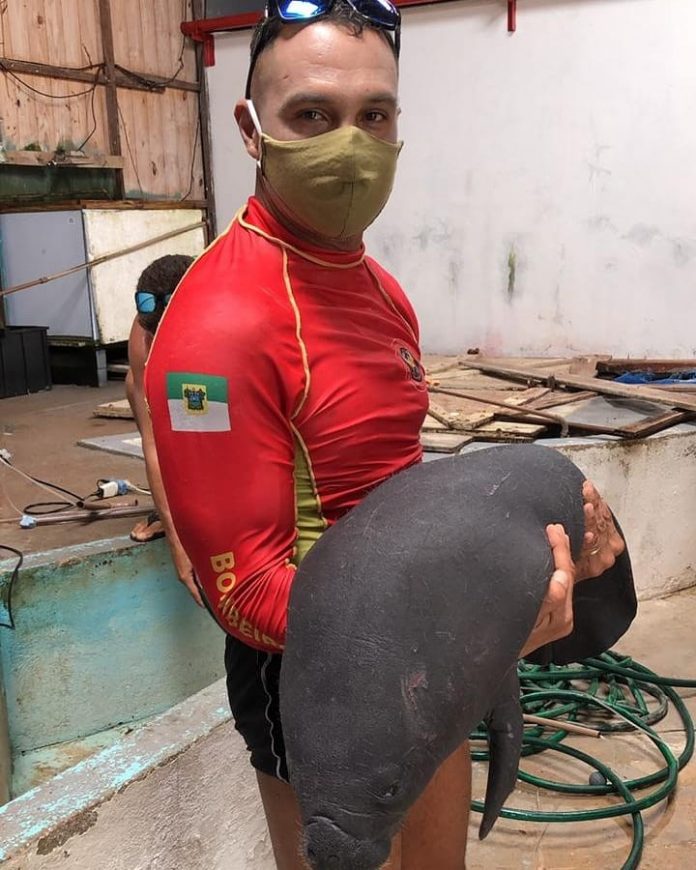 Bombeiros resgatam filhote de peixe-boi encalhado em praia da Grande Natal