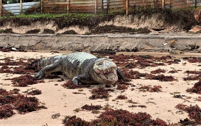 Jacaré é encontrado morto na praia da Penha, em João Pessoa