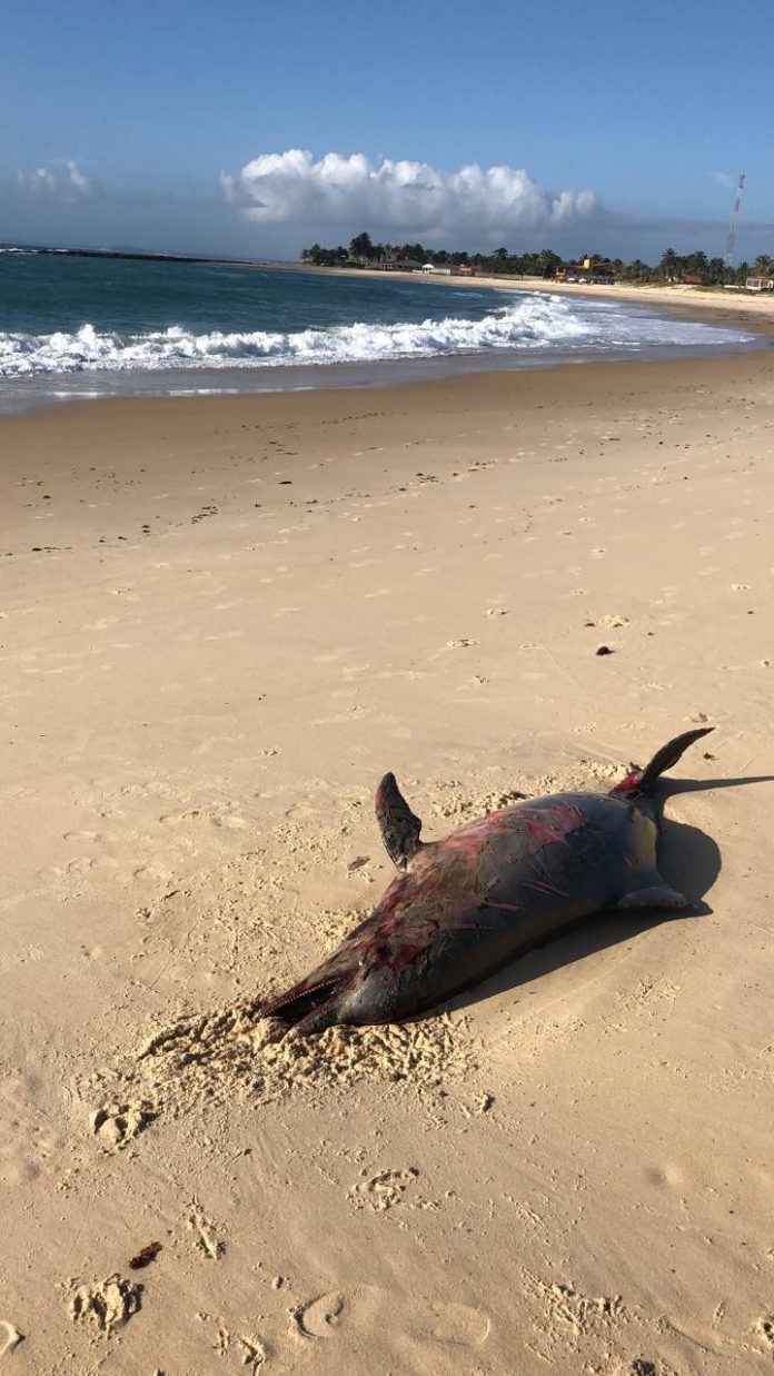 Moradores encontram golfinho morto na praia de Tabatinga, no litoral Sul potiguar