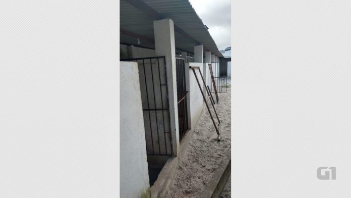Cães da raça pitbull são resgatados pela PM em casa usada como ‘rinha’ em João Pessoa