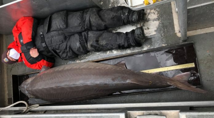 Peixe gigante de 190 kg é pescado nos Estados Unidos; animal pode ter mais de 100 anos