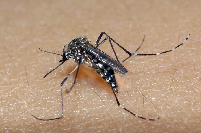 RN registra 174 casos confirmados de dengue em 2021; Sesap alerta para cuidados em período chuvoso