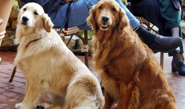 ‘Pet terapia’ ajuda a amenizar efeitos do isolamento social para idosos