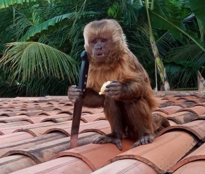 Macaco que revirou casa no Sertão da PB é resgatado pela Polícia Ambiental