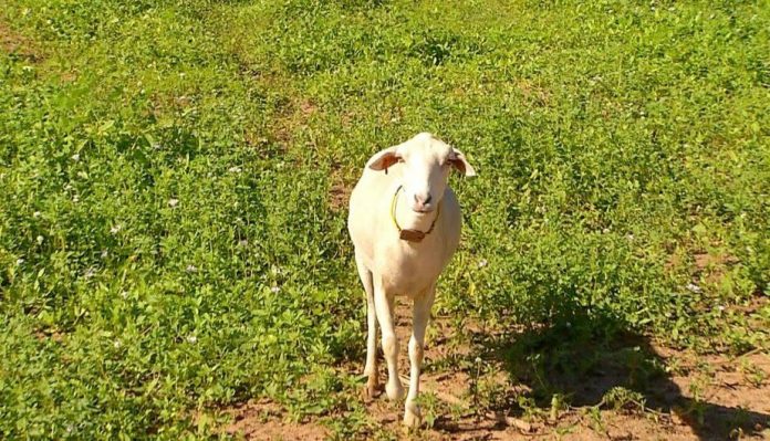 Pesquisadores da Ufersa participam de projeto para conservação de raça nativa de ovinos do semiárido