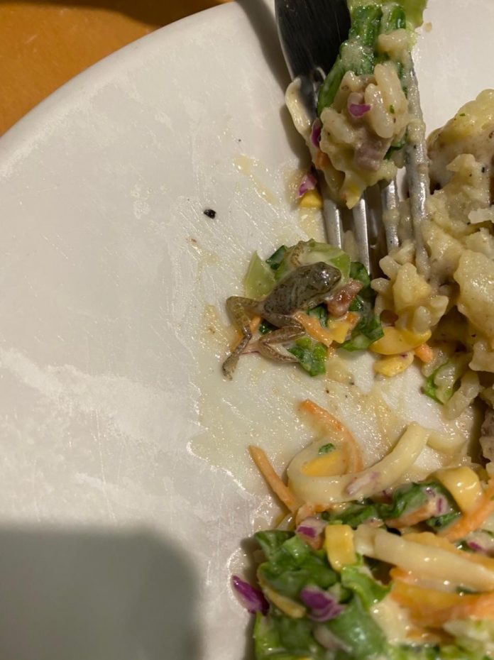Cliente encontra rã em salada de restaurante no RN e imagem viraliza nas redes sociais