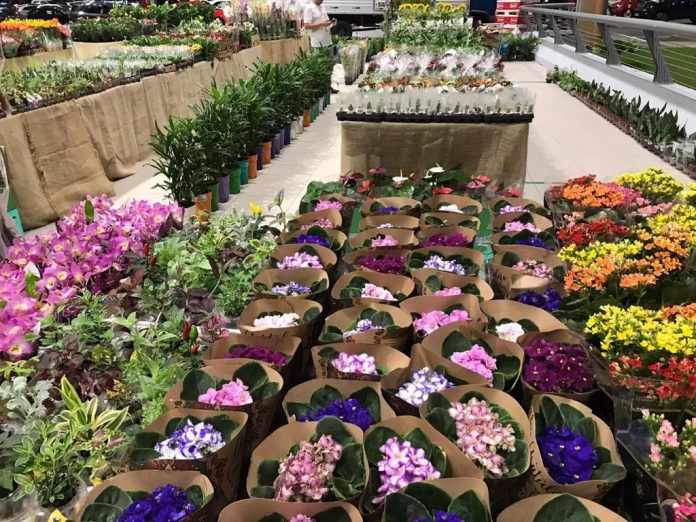 Feiras de flores acontecem na semana do Dia das Mães, em João Pessoa