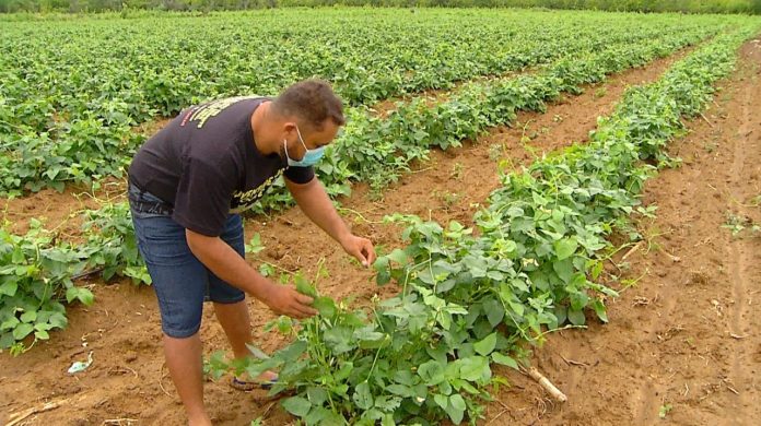 Agricultores investem em produção de feijão verde irrigado no Oeste potiguar: ‘mudou minha vida’