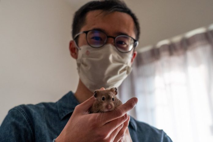 Hong Kong vai sacrificar mais de 2 mil hamsters após casos de Covid-19 entre roedores