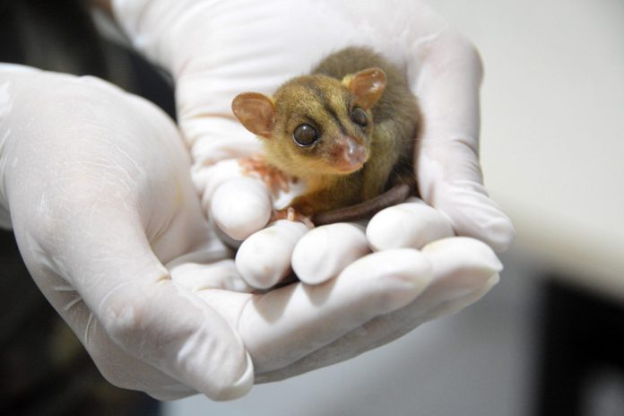 Animais recém-nascidos recebem cuidados especiais na Bica, em João Pessoa