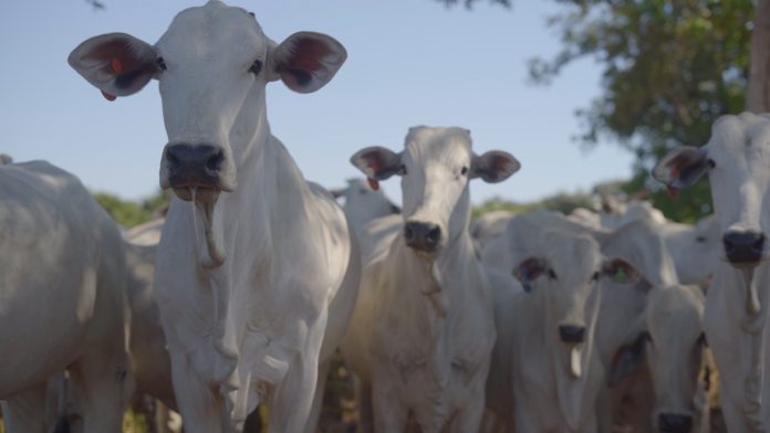Cursos técnicos gratuitos no setor rural têm inscrições abertas na Paraíba