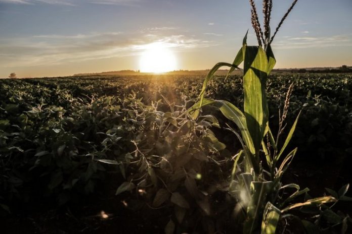 Custo de produção da soja será 34% mais alto no biênio 2022/23