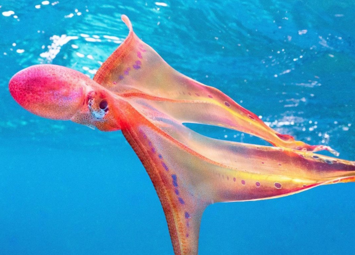 Bióloga registra aparição rara de polvo-véu na Austrália; veja vídeo