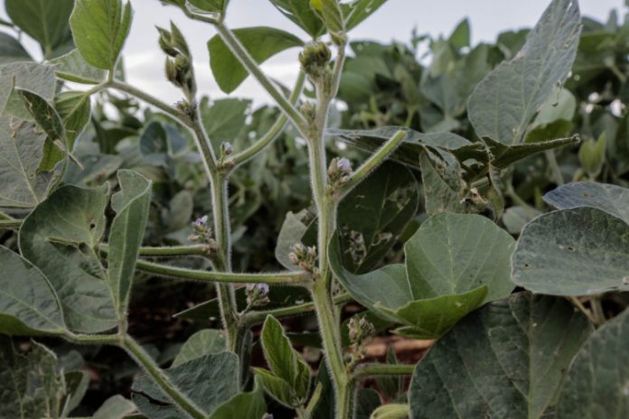 Medida provisória prevê renegociação de dívida bilionária por perda com seca