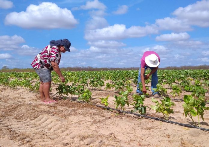 No interior do RN, agricultores comemoram chuvas do mês de dezembro e se preparam para o plantio