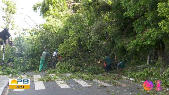 Árvore cai e interdita rua no bairro do Rangel, em João Pessoa