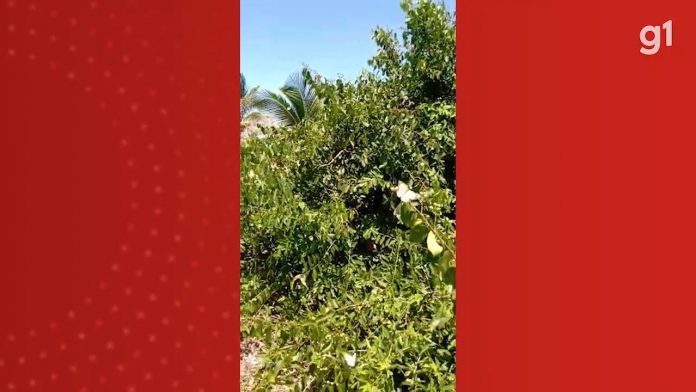 Aumento no aparecimento de borboletas chama atenção na PB, e bióloga explica fenômeno; VÍDEO