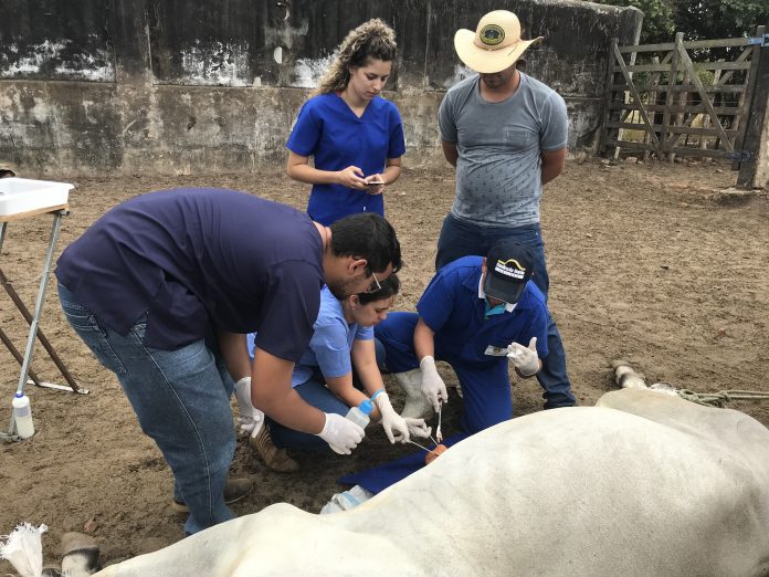 Projeto leva assistência veterinária gratuita para assentamentos e comunidades carentes, na Paraíba