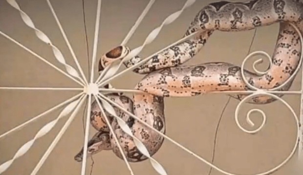 Mulher encontra jiboia enrolada na grade do portão da casa onde mora, em Itaporanga, na PB