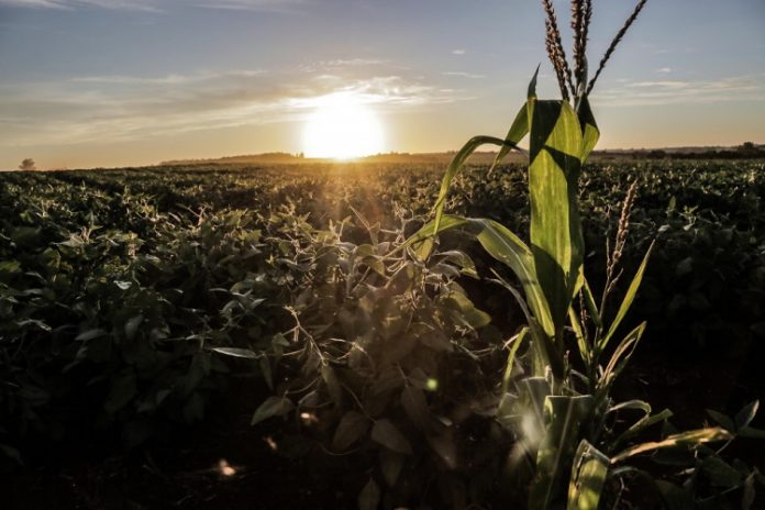Tendência: Saiba o que esperar do preço dos grãos e fertilizantes