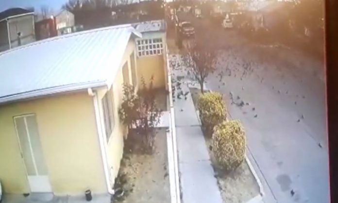 Centenas de pássaros caem mortos ao mesmo tempo em cidade do México