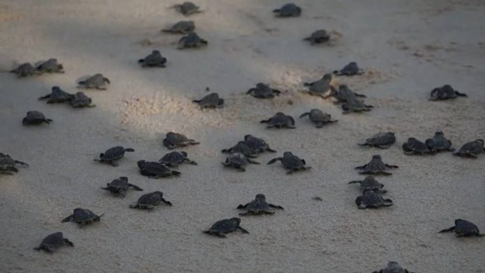 Mais de 90 tartarugas nascem na praia do Bessa, em João Pessoa