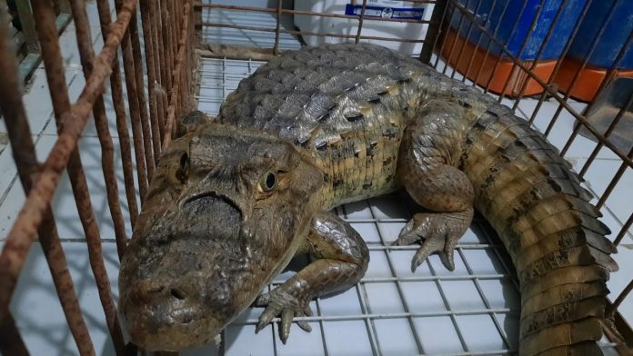 Jacaré-de-papo-amarelo é encontrado em sítio de Lagoa Seca, no Agreste da PB