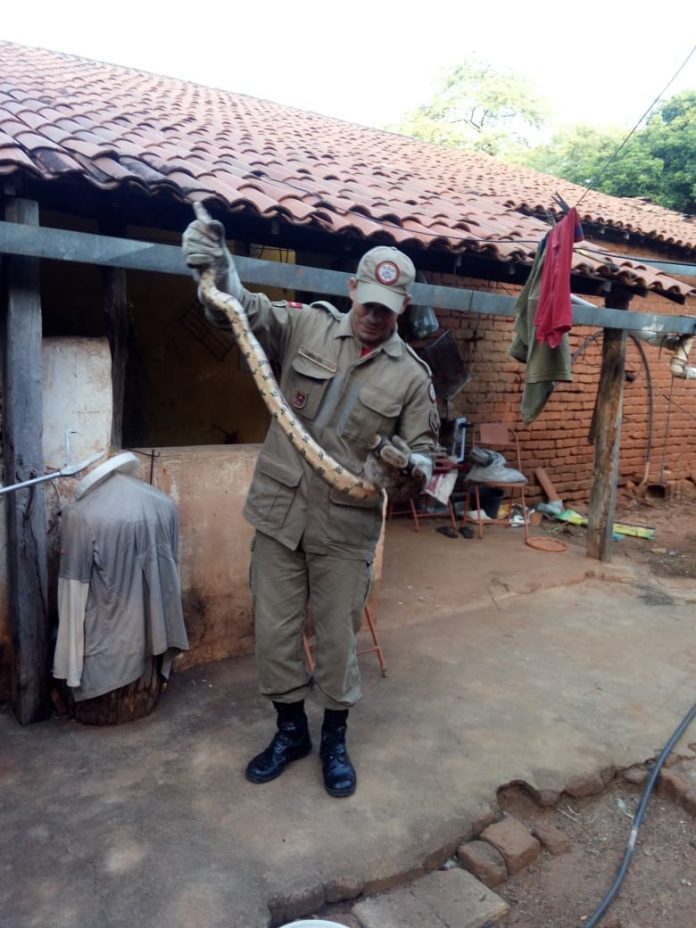 Jiboia de 1,2 metro é resgatada em telhado de casa em Cajazeiras, no Sertão da Paraíba