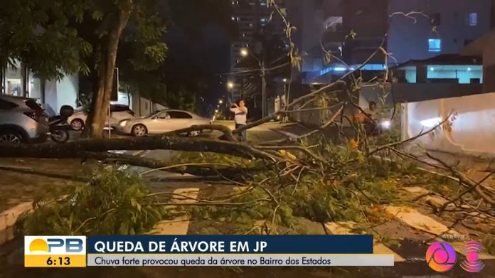 Chuva provoca queda de árvore de grande porte próximo a restaurante, em João Pessoa, PB